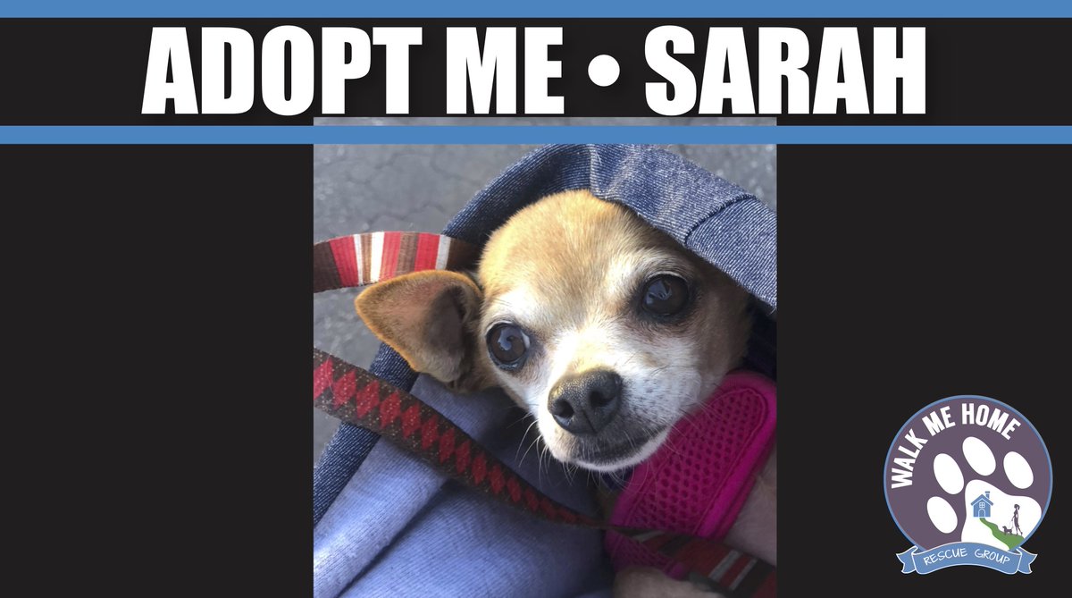 SARAH a tiny #Chihuahua lis ooking for her forever family. #adoptme #AdoptDontShop #RESCUE #rescueismyfavouritebreed #RescueDogs #dogs #dogsofinstagram #DogsofTwittter #thursdaymorning #Share #RetweeetPlease #fortheloveofpets <a href="/AdoptaPetcom/">Adopt a Pet</a> <a href="/PetSmart/">PetSmart</a> <a href="/petfinder/">Petfinder</a>