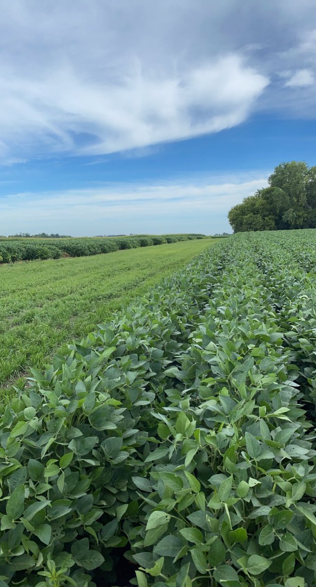 bfoxworkshop's tweet photo. Here are photos of one of my tasks for the week. I’ve been digging up soybean plants, washing the roots, and counting the amount of nodules attached to the root systems. With this protocol, there’s 128 plants that need to be dug! https://t.co/YA2d706csN