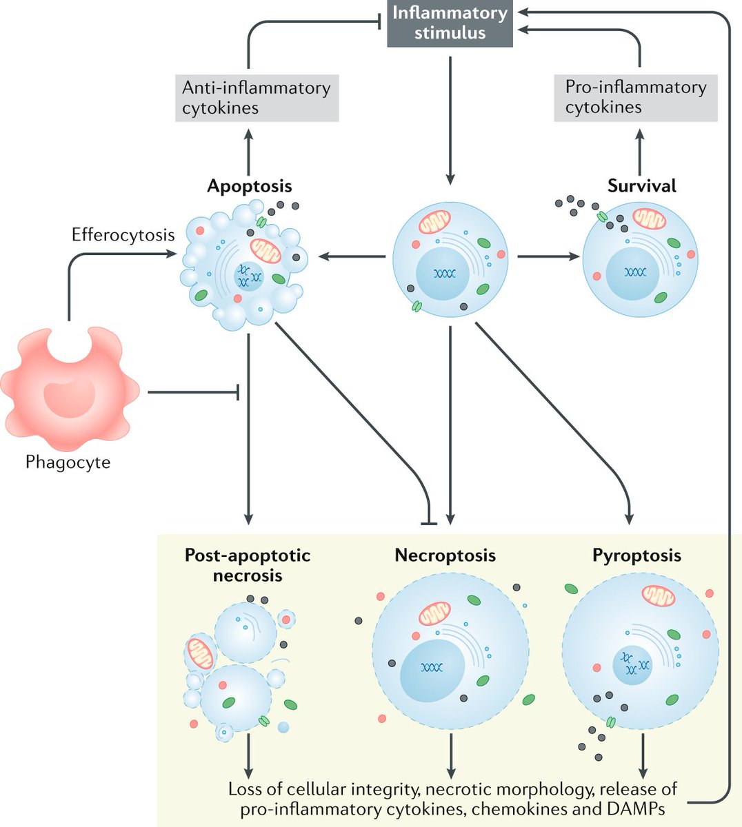 NatRevRheumatol's tweet photo. #SeptIssue | Various types of programmed cell death (necroptosis, pyroptosis, NETosis and apoptosis) contribute to acute and chronic #inflammation, and dysregulation of these pathways is implicated in rheumatic diseases.
https://t.co/QW7BoP4lWe
#rheumatology #rheumtwitter https://t.co/6k4sjhIJuD
