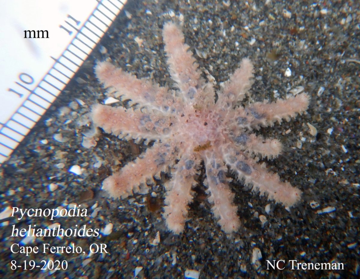 awegalloway's tweet photo. South Oregon Coast naturalist and @UO_OIMB researcher Nancy Treneman found another juvenile sunflower star (Pycnopodia) yesterday! They are still very rare in Oregon since the wasting disease wiped them out! This is the same species we are working on in the #PycnoNomNom project. https://t.co/lU2Pgqnqa3