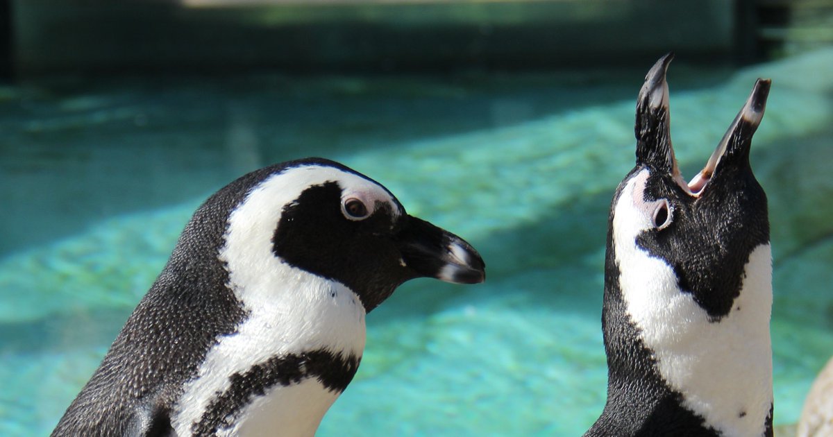 TulsaZoo's tweet image. We all have that one friend ...