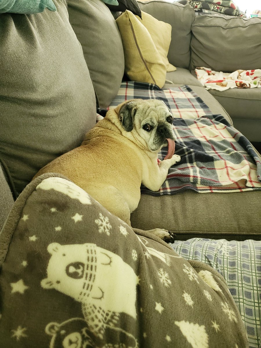 KKoalaM's tweet photo. It's a beautiful day out, but we have zero energy. Mum is having issues with insomnia #puglife #sleepdeprivation #cuddlepugs https://t.co/ZSLUfUBOFl