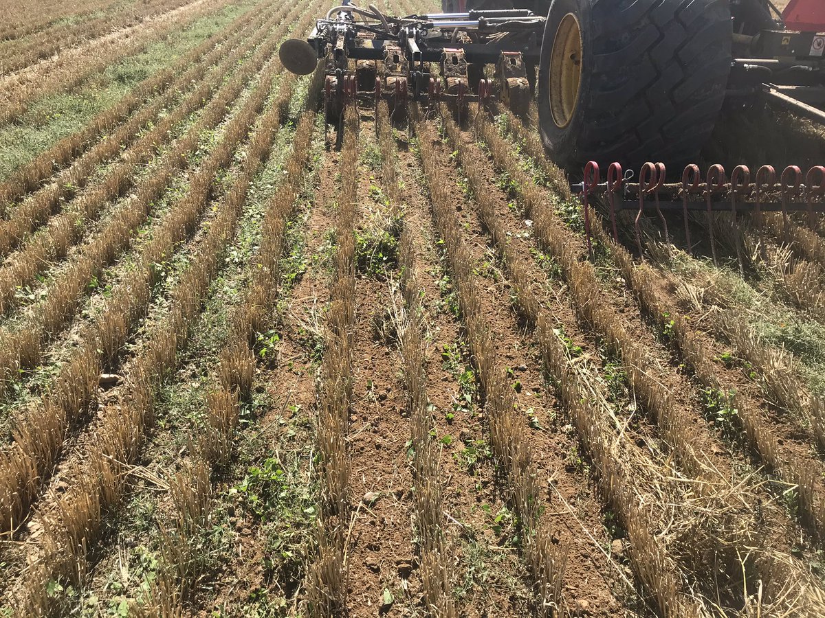 We have also been drilling a cover crop of mustard, using our system Cameleon to strip till in between the rows of stubble #organic #farming