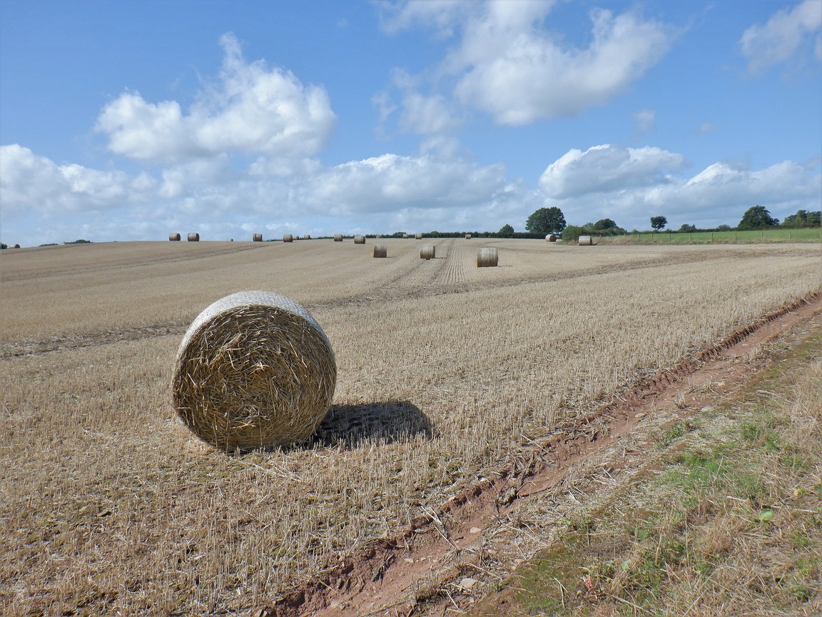 Duncan_Smart1's tweet photo. Thursday 20th August an 8.2 mile circuit with @lrcwalks from Weobley to Broxwood, Sherrington and Lower Hurst YTD 784.1 miles of #walk1000miles on a fine, breezy day https://t.co/BiFXSjqbui