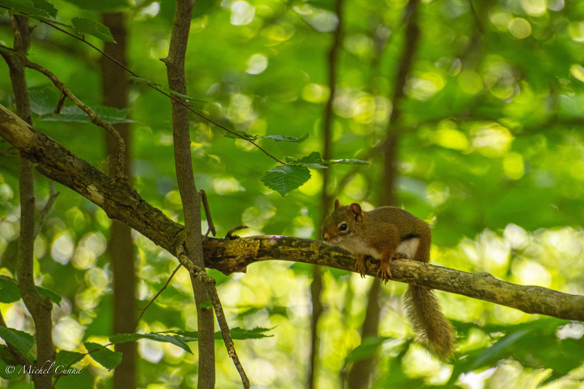 #squirrel #wild #wildlife #wildlifepics #nature #forest
#bestnatureshots #fotofanatics_nature #naturephotography #naturemoments #allnatureshots #nature_spotlight #natgeowild #nature_shooters #naturephotoportal #canada
#michelcunhaphoto