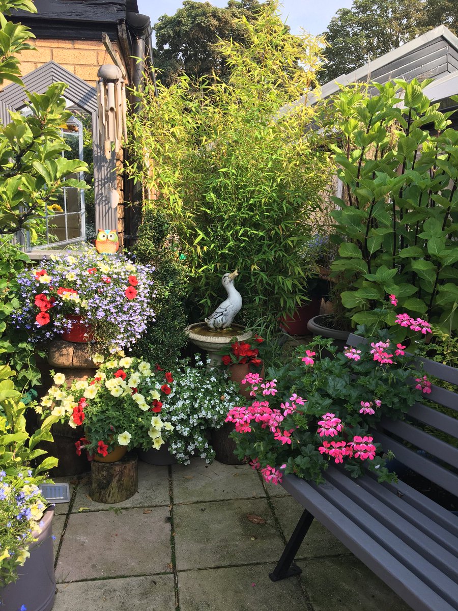 BernieCocka235's tweet photo. Wondering if my Flowers will be the same tomorrow after the gales 😫😥 https://t.co/6ywBVh0yNy