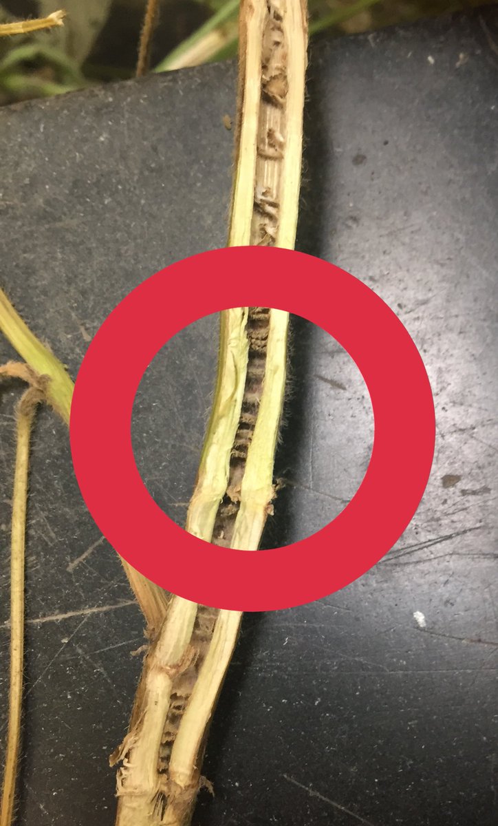 UNLPlantClinic's tweet photo. Curious what’s causing interveinal necrosis on soybeans? Split lower stem to separate Sudden Death and a Brown Stem Rot - #SDS has brown streaks on the outside while the middle stays healthy. #BSR has a rotted pith. Whole plant is needed for disease ID @tjcksn @UNL_CropWatch https://t.co/7vozEGKJZ8