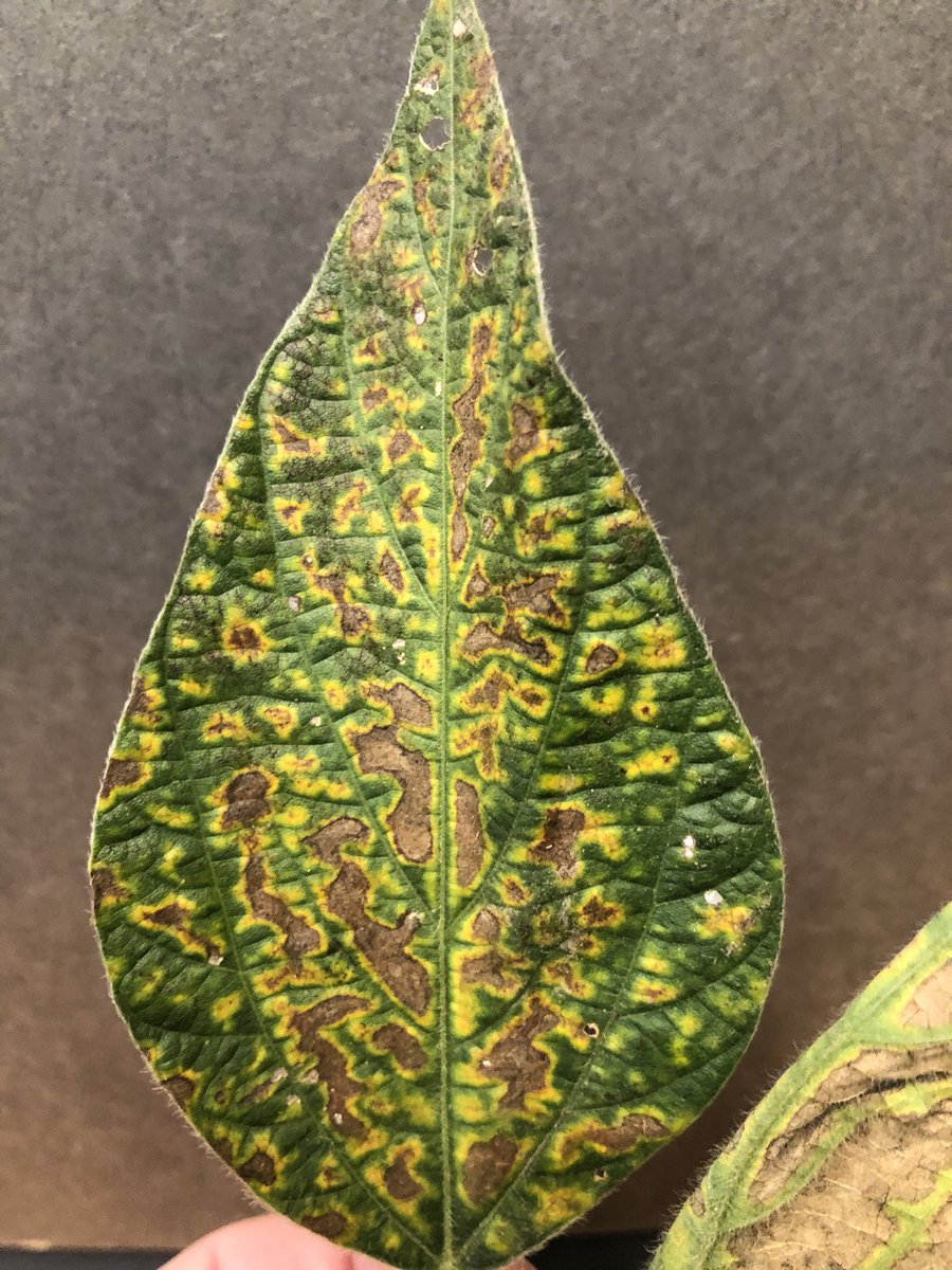 UNLPlantClinic's tweet photo. Curious what’s causing interveinal necrosis on soybeans? Split lower stem to separate Sudden Death and a Brown Stem Rot - #SDS has brown streaks on the outside while the middle stays healthy. #BSR has a rotted pith. Whole plant is needed for disease ID @tjcksn @UNL_CropWatch https://t.co/7vozEGKJZ8