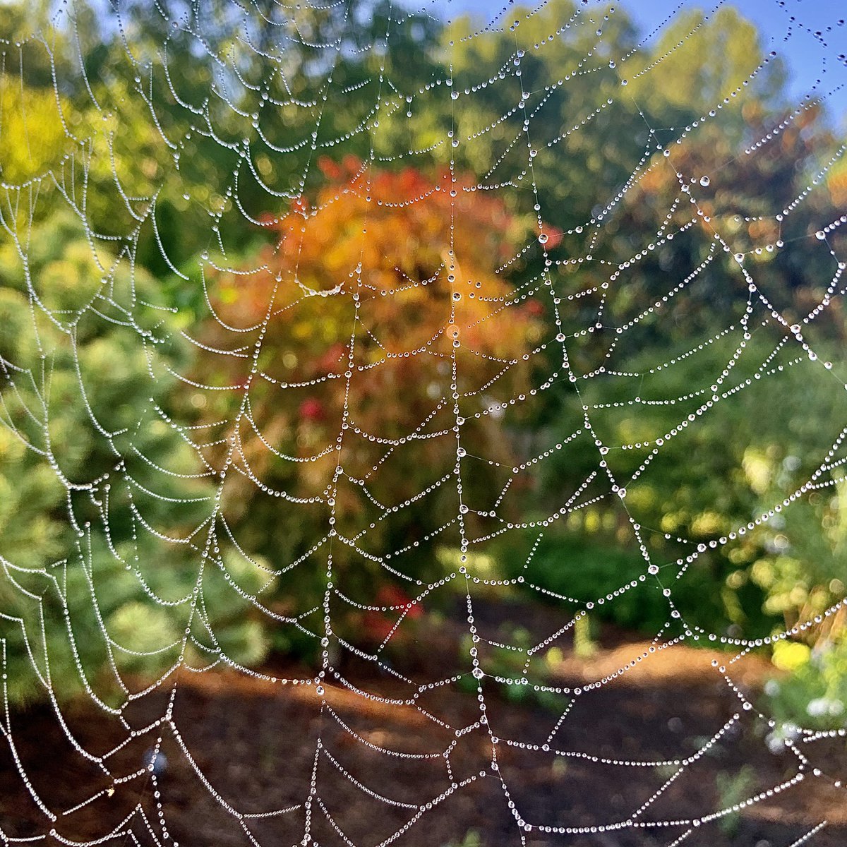 tracy_woods_'s tweet photo. Itβs the time of year that I really enjoy waking up to the work of some beautiful spider artisans in my garden #spiders #spidersweb #gardenlife #orbwebs https://t.co/9KMKVI5xtb