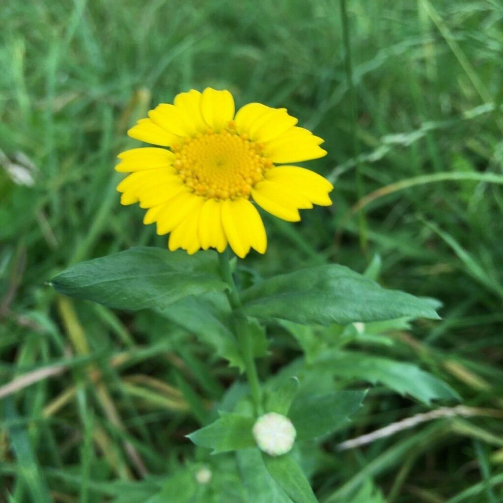 Day 25: Corn Marigold (Glebionis segetum) #SeymourParkOT #nationalmeadowsday

# Corn Marigold is not a true native, but was probably introduced in ancient times with grain. Its original home is probably western Asia and the Mediterranean. It has been fou… instagr.am/p/CEHn4aZAisZ/