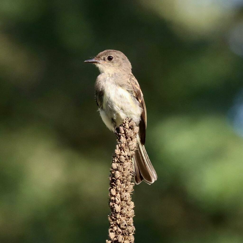 Easy to see why phoebes are my favorite. Enjoyed running into this roaming hatch-year on a mullein stalk yesterday. Still with its youthful gummy gape, loosely textured body feathers, and cinnamon wing bars. #manometsummer2020 @manometcenter instagr.am/p/CEHnY5Ggnazd…