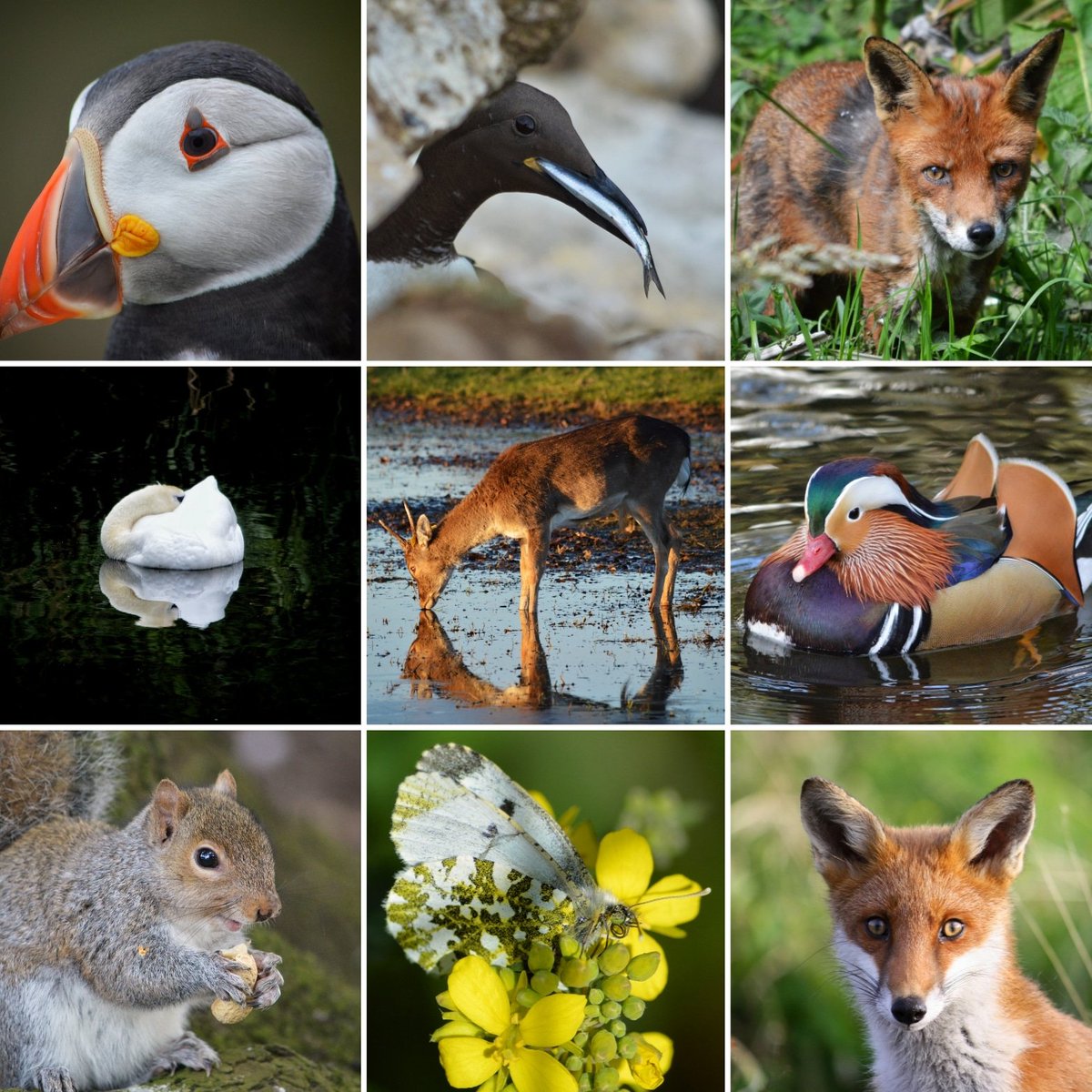 JamesGrandfield's tweet photo. Some wildlife shots of mine. Message me for prints/wall art. Free shipping on prints 👍😊📸 https://t.co/o6P0U6nYub