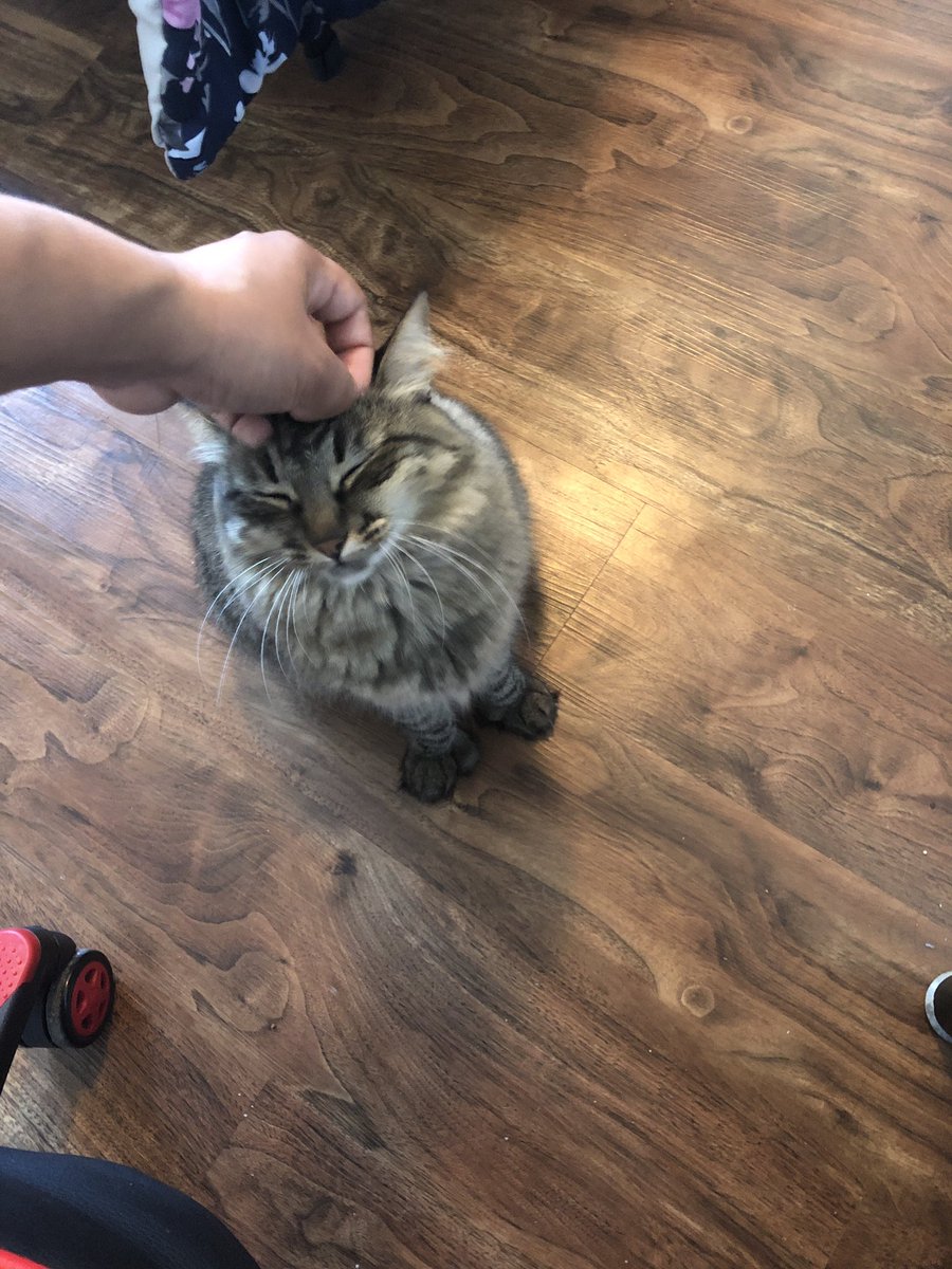 MabsootMel's tweet photo. @NyleDiMarco pretty please give my kitty a sign name 😃🤟🏽 her name is Bunny, she has no tail, shes fluffy and loving! https://t.co/zDmJHPlgJ6