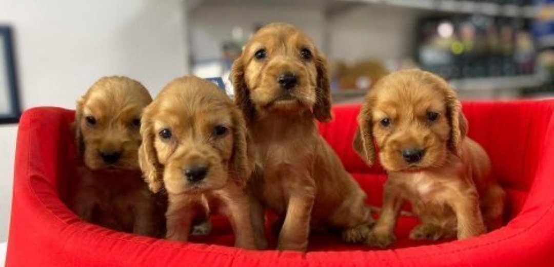 Yakin zamanda bir gün köpek sahiplenip burayı fotolariyla dontacagim .