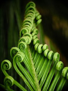  #Fractal  #Nature #ElectromagneticUniverse