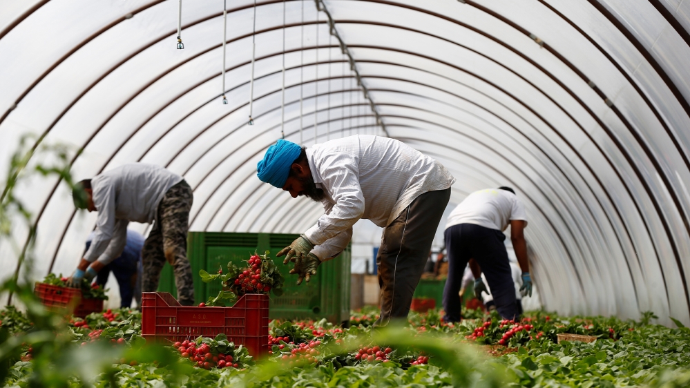 AJEnglish's tweet photo. .@AJpeoplepower investigates the exploitation of Sikh agricultural workers in Italy by organised crime amid the COVID-19 pandemic https://t.co/V1C1DuvrtJ https://t.co/0ec1gH1JvU