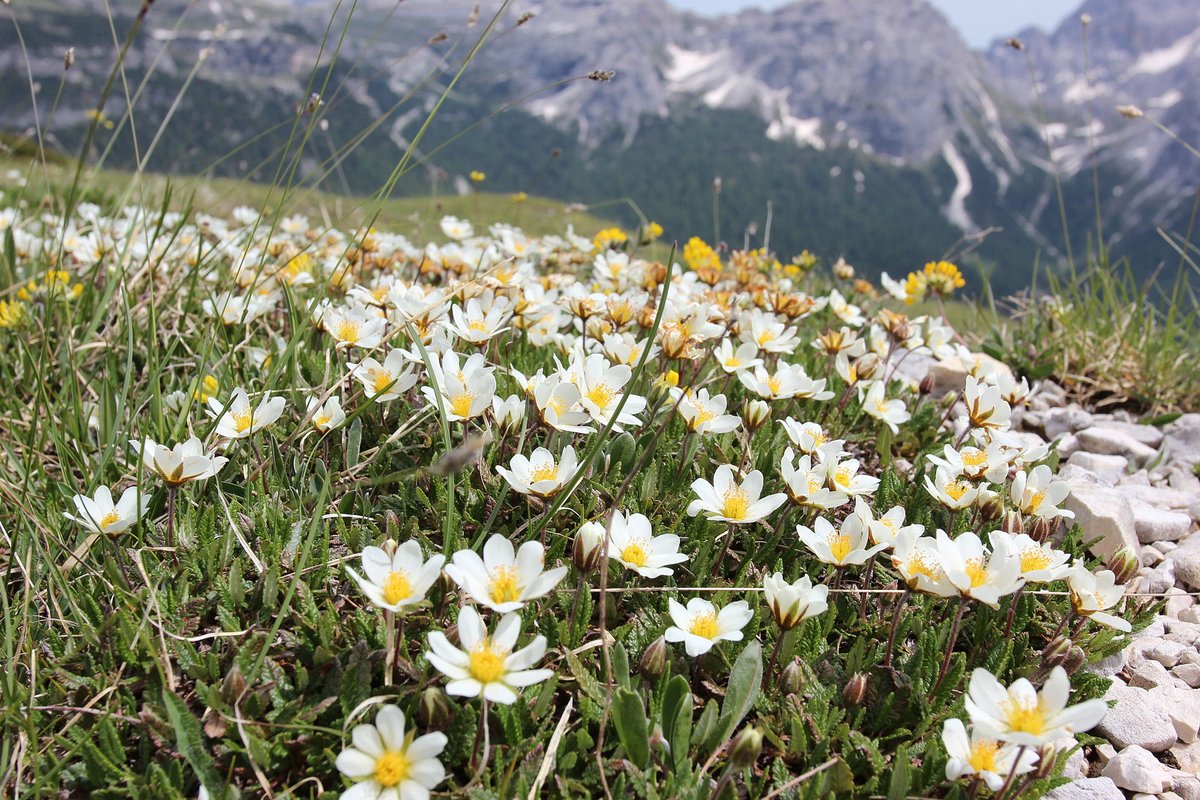 Scientists had long recognized that as Earth was warming of the last glaciation, the climate took an abrupt turn back to cold conditions. In fact, the name "Dryas" comes from this lovely Arctic plant, because its pollen started showing up in sediment cores as the climate cooled.