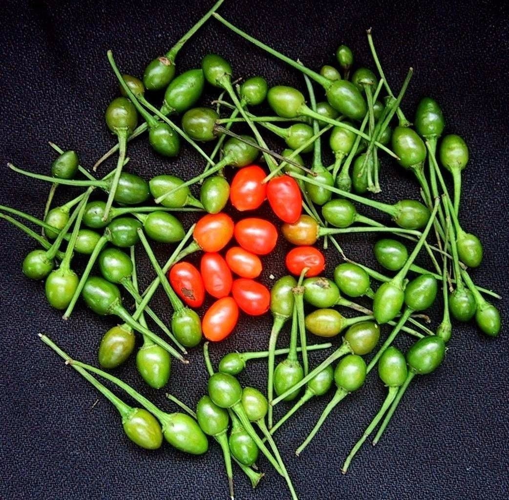 lacampinaweb's tweet photo. #Sabíasque el chiltepín, chiltepe o también llamado chile del monte​ o ají pajarito ​ es un chile de la especie Capsicum annum utilizado en toda América, desde el norte de México hasta Sudamérica. https://t.co/LY8boTMSQQ