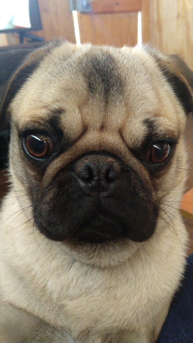 Fems5's tweet photo. #pug #puglife https://t.co/apfSivmjPu
