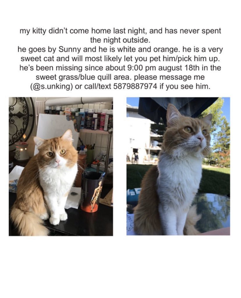 SAFEteamrescue's tweet photo. UPDATE - SUNNY IS HOME SAFE AND SOUND!  
COURTESY POST - MISSING KITTY - PLEASE SHARE #yegmissingcat #yegmissingpets #yeglostpets #yeglostcat #yeg https://t.co/lTXQrEnbCY
