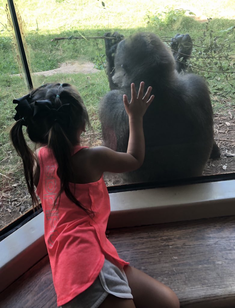 ml_webster's tweet photo. “We’re going to the ZOO?! Yaaaay!.....But I better not see a camel there. I like everything but camels.” https://t.co/vDgfNxHgKi