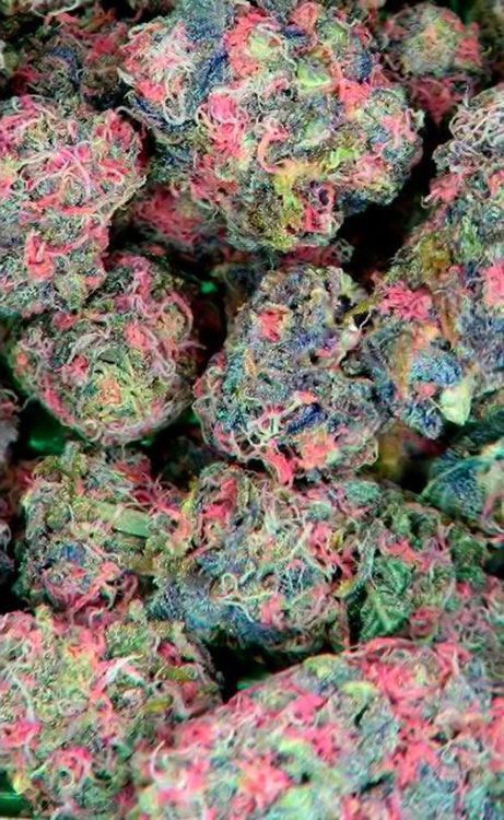 Those colors are just amazing!!!!!
*
*
*
#kush
#stoner
#joint
#potheadsociety420
#wfayo420
#iwillmarrymaryjane
#qualitypot