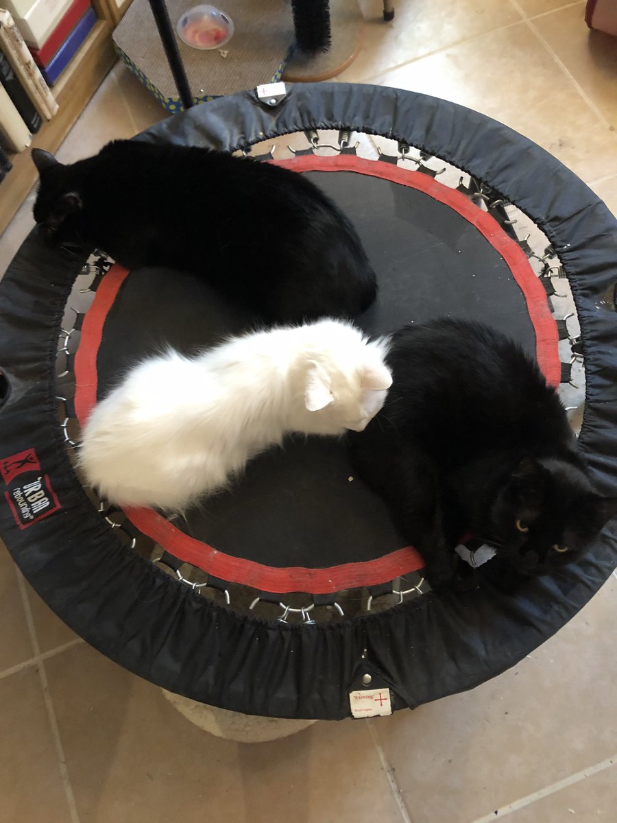 dtuckerhsd's tweet photo. @NutshellGulag The M&M’s mew: we’re plotting mum say we #DevilsCircle kittehs 😹😹😹 https://t.co/WCLnZUCl2w