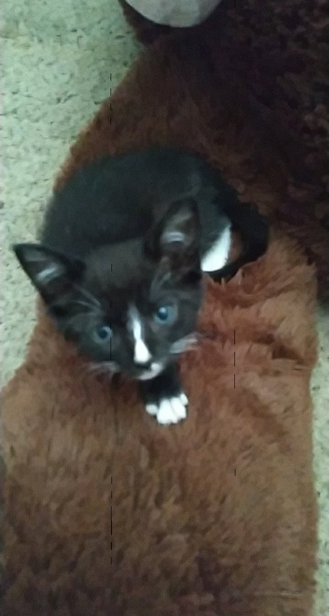 kitty_takara's tweet photo. Takara says #freeBrittney https://t.co/fwUiChlrI8