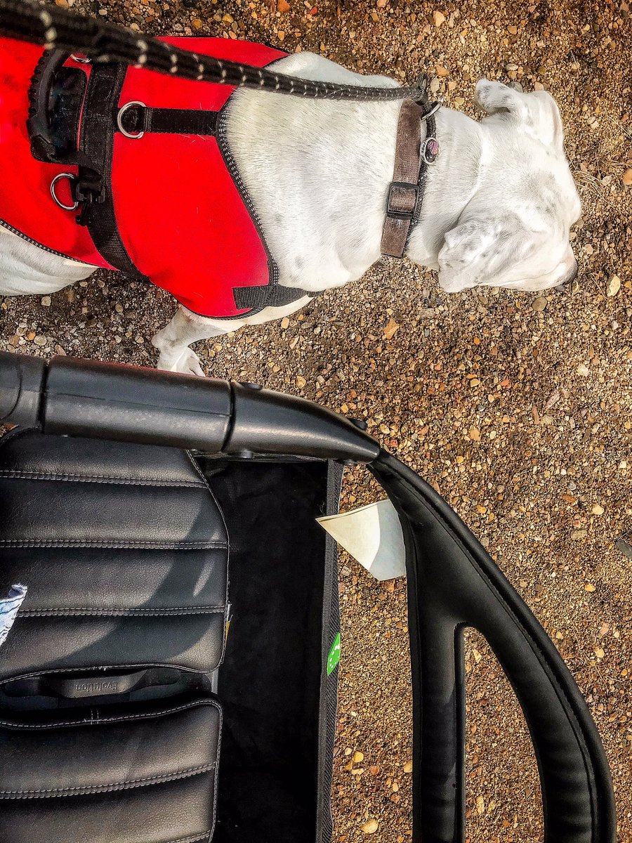 BrandoandOrbie's tweet photo. A little confidence building walker session for mum . I’m doing a great sit, stay waiting for mum to start up again and give me direction .. #lovemyboy #dog #dogphoto #confidencebuild https://t.co/CGOo44Rhjw