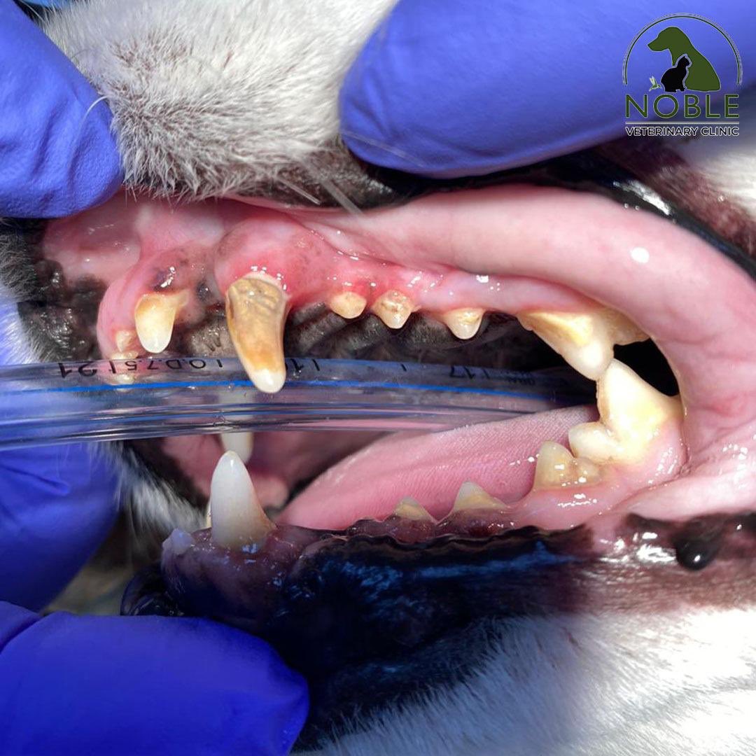 Dental diseases in dogs can result in bad breath, painful chewing, teeth loss, gengivites and bacteria under the gum traveling to kidneys and livers. Don’t forget to dog's teeth and gums regularly examined by the professionals at Noble Vet Clinic.
#UAEPets #UAEPetShop