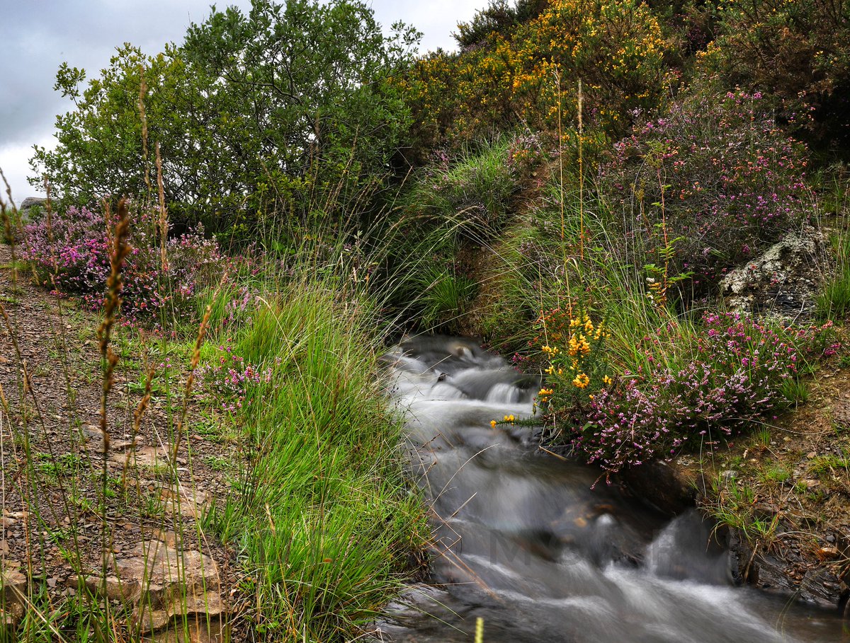 The colours the Fauna and the mountain Stream.

Llynfi valley at its best🏴󠁧󠁢󠁷󠁬󠁳󠁿

<a href="/ItsYourWales/">It's Your Wales</a> 
<a href="/ExploreSWales/">Explore South Wales</a> 
<a href="/LoveTheValleys/">Valleys Regional Park</a> 
<a href="/_visitbridgend/">Visit Bridgend</a> 
<a href="/TouristsOnline/">Wales Tourists Online</a> 
<a href="/walesdotcom/">This is Cymru Wales</a> 
<a href="/CanonUKandIE/">Canon UK and Ireland</a> 
<a href="/manfrotto_uk/">Manfrotto UK</a> 
<a href="/Lowepro/">Lowepro</a>