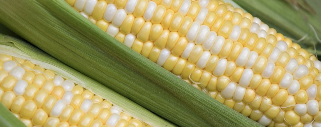 ColdLakeAg's tweet photo. SWEET CORN is at the Farmers' Market TODAY. Last Day to register for AG FAIR 2020 too! See you 3:30-6:30pm at Exhibition Park. #coldlake #eatfresh #farmersmarket #fair https://t.co/3bcq5TQfzx