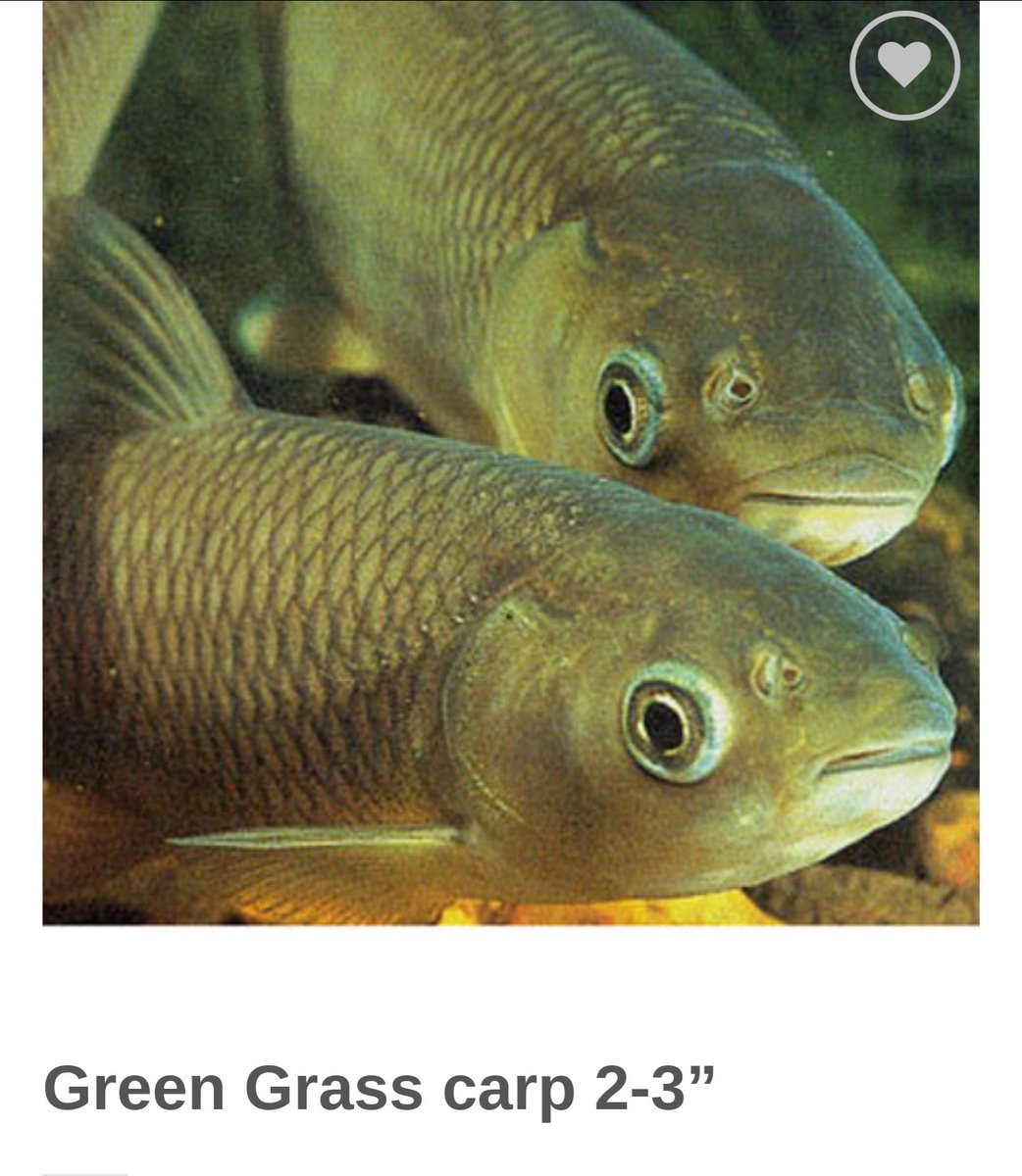 Frank Warren & a fish.