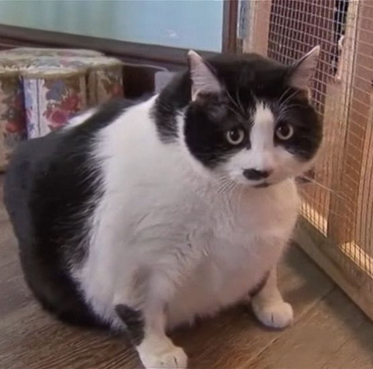 Paul Smith Jnr & a fat cat.