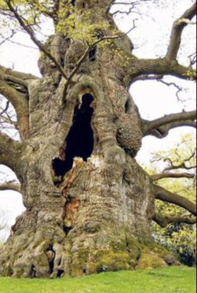 TreesRocky & a tree.