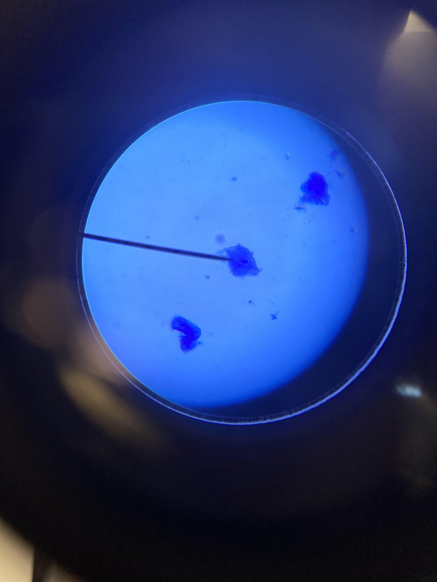 #1DCCS #anatomy #NDHSChargers Using clearly defined sanitation protocols and protective equipment. NDHS anatomy students collected and prepared samples of their own cheeks cells to study cellular anatomy and practice microscope use.