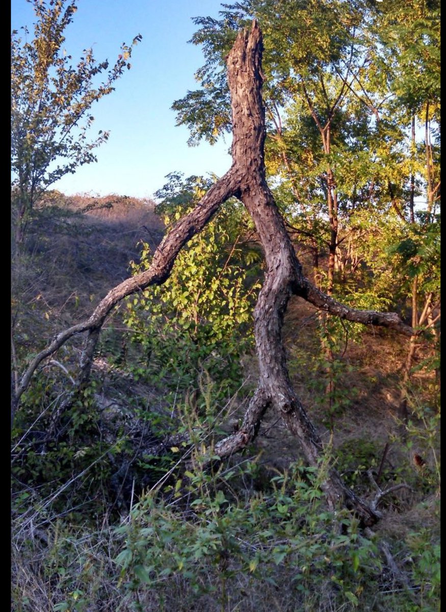 David Price & a tree.
