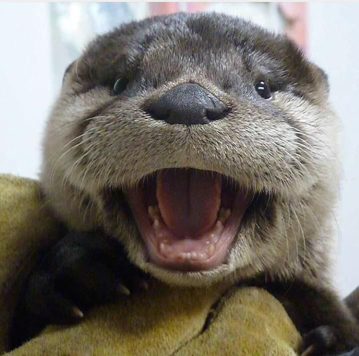 crawford collins as an otter - a short thread that i’m sure no one is surprised i’m making !! :)