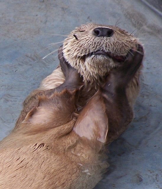 crawford collins as an otter - a short thread that i’m sure no one is surprised i’m making !! :)