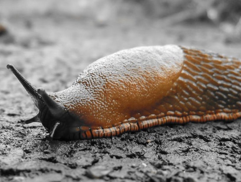 Lucas Browne & a slug.