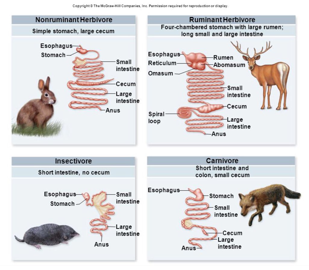 Dana McDevitt on Twitter: "RT @am4huckleberry: Equine arenโt invasive ... Biology Diagrams