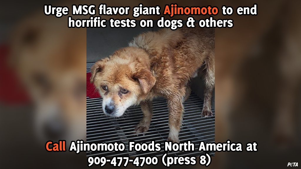 Experimenters at @Ajinomoto have cut open dogs' stomachs, inserted tubes, starved them for 18 hours, given them liquid diets with MSG, drained their stomach fluid, &amp; injected them with drugs. 
 
Help PETA put an end to this: Call 909-477-4700 (press 8)