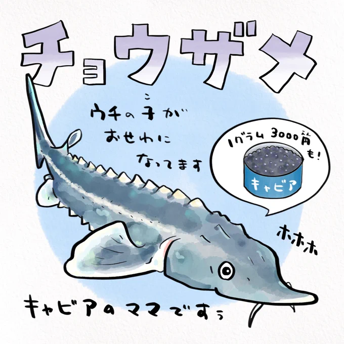 世界最大級・中国の川には7メートルにもなるハシナガチョウザメがいた。絶滅理由の一つはダム建設。 