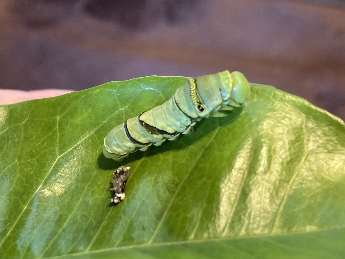 Takako T En Twitter 脱皮 できないでいた子は今朝ぐったりしていて マスク外してあげたりお水スプレーしたりしていたら 10分くらいかけて脱皮したぁ 大丈夫そうだなぁ まぁいろんな子がいるよね ナミアゲハ アゲハ蝶 終齢幼虫