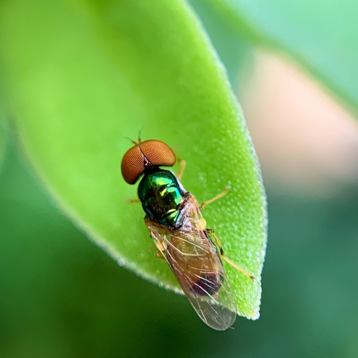 thegreenogre's tweet photo. A tiiiiinyyyy visitor graces the balcony garden. Microchrysa is a species of fly (thanks to @inaturalist). It took many tries with an iPhone & Miniso macro lens attachment to get this shot. Swipe to see how tiny it is! #BackyardSafari #Critters https://t.co/1NJXQ0aRXP
