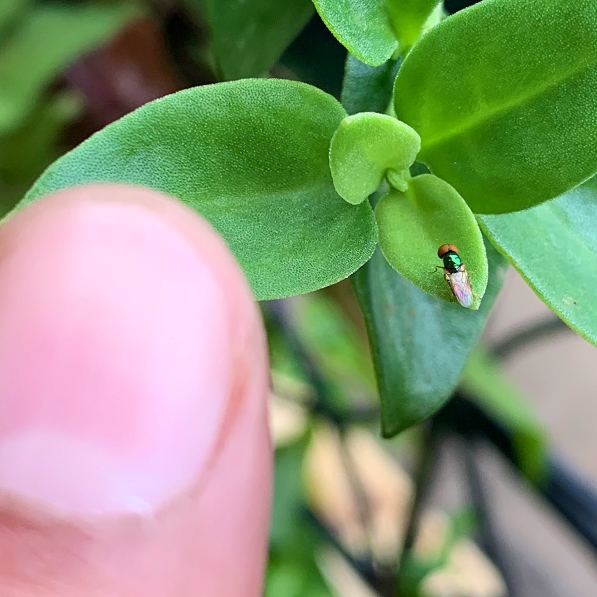 thegreenogre's tweet photo. A tiiiiinyyyy visitor graces the balcony garden. Microchrysa is a species of fly (thanks to @inaturalist). It took many tries with an iPhone & Miniso macro lens attachment to get this shot. Swipe to see how tiny it is! #BackyardSafari #Critters https://t.co/1NJXQ0aRXP