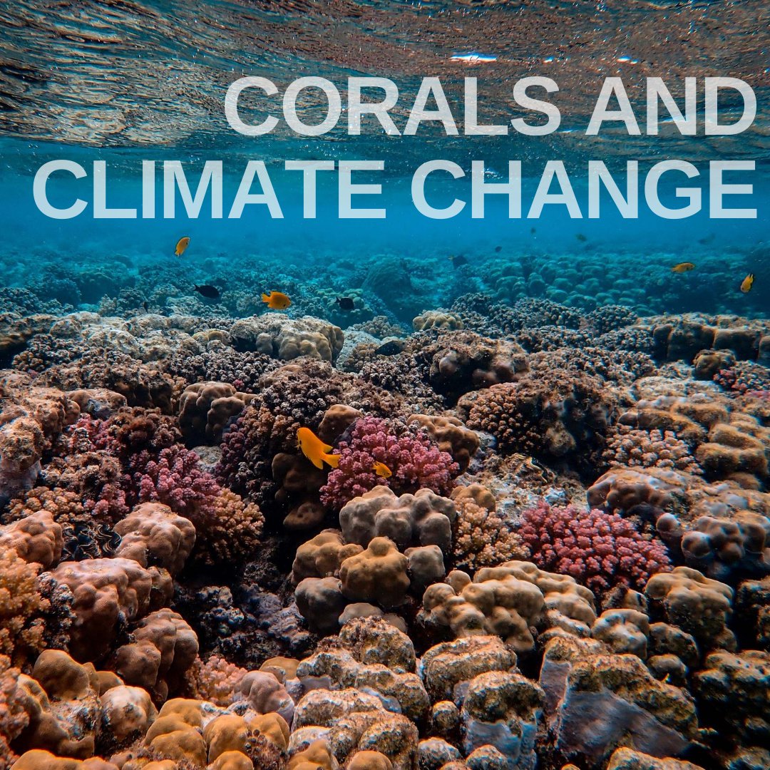 coral_org's tweet photo. New study by the @universityofga found that reefs in the Eastern Tropical Pacific may have adapted to rising #ocean temperatures. The evidence is mounting that if we can keep #corals healthy, then they can adapt to #climatechange on their own. https://t.co/KOpZPCTpce https://t.co/CZpCwB7rtT