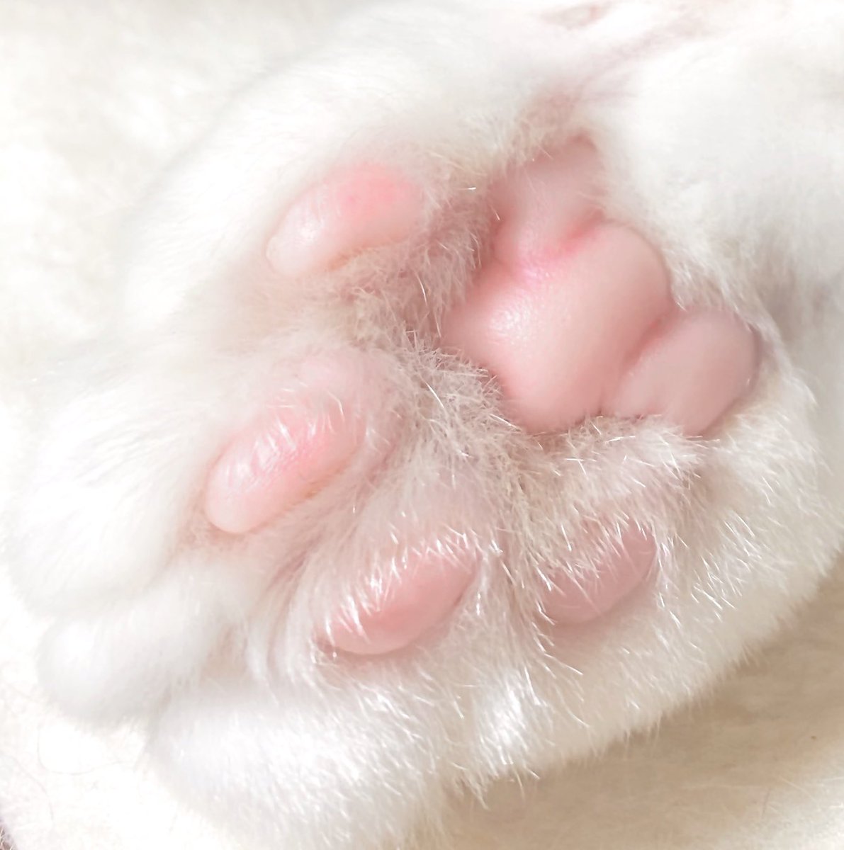 今日も肉球のすきまをほじる仕事で忙しいのでツイッターできません 栗原さくら のイラスト