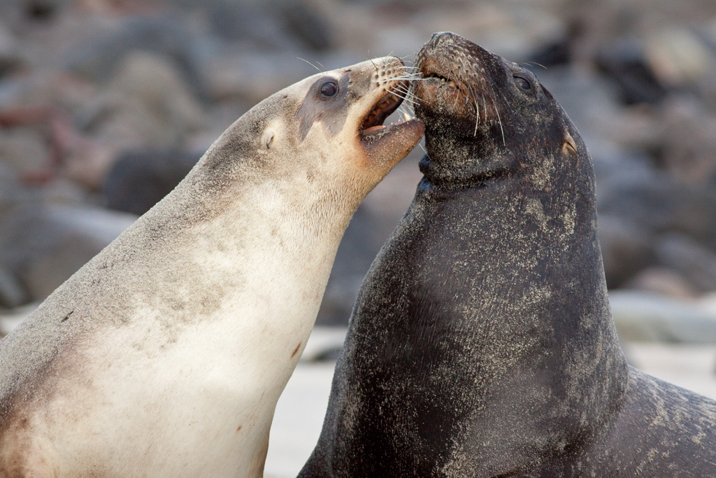 DrPaulSorrell's tweet photo. Just having fun ... The sea lion pair that were harassing the penguins in yesterday's post.
#TwitterNatureCommunity #WildlifePhotography #BBCWildlifePOTD #SeaLions #NewZealandSeaLions #OtagoPeninsula https://t.co/2aG8AM3kSB