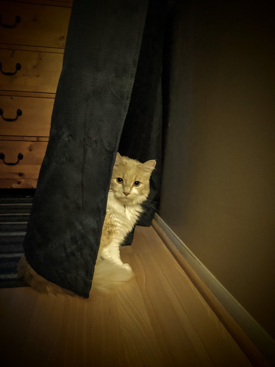 Pay no attention to the kitten behind the curtain 